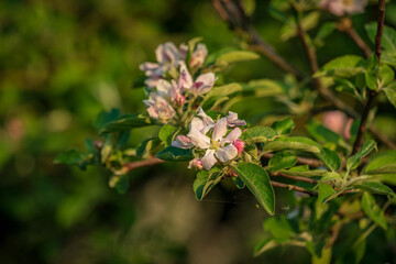 Blossoms on a tree in the sunlight