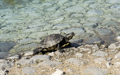Free Turtles, River Turtles, Sea Turtles, Marine Reptile, Marine Animals in México.