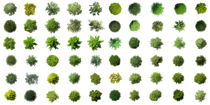 Big Collection of 3D Top view Green Trees Isolated on white background , Use for visualization in architectural design or garden decorate
