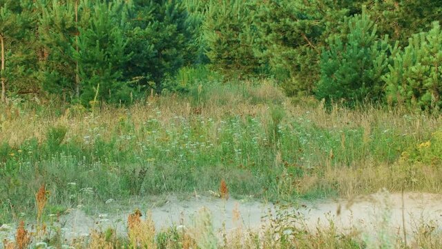 Red fox runs and jumps in the tall grass in the forest, summer day time