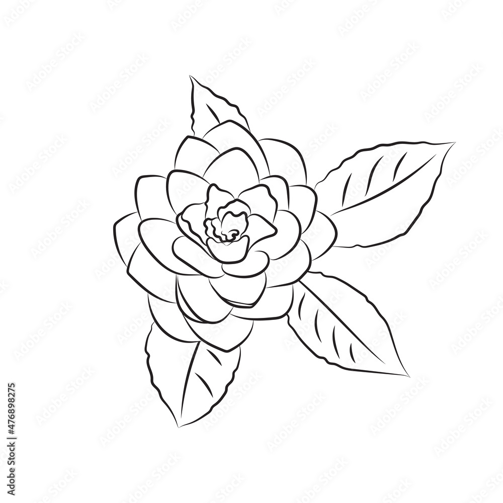 Wall mural The camellia flower is drawn with a line. Lush bud isolated on white background. Line art simple botanical, for wedding cards, invitations