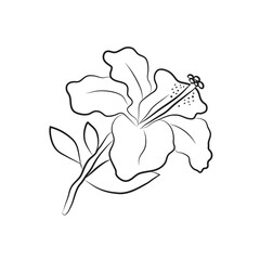 Hibiscus flower drawn by lines. Isolated bud on a branch. For invitations and valentine cards