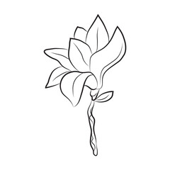Magnolia flower drawn by lines. Isolated bud on a branch. For invitations and cards