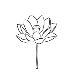 The lotus flower is drawn with a line. Open water lily isolate. Doodle drawing of lotus for invitations, stamps or stationery