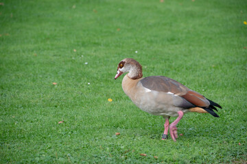 Landscape of Alopochen aegyptiaca egyptian goose at Heidelberg castle Baden Wurttemburg Germany