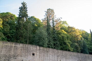 Landscape of woodland pine scene at Heidelberg castle Baden Wurttemburg Germany