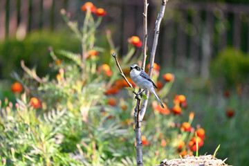 closeup the small white brown wagtail birds sitting and holding tree plant branch over out of focus yellow green background.