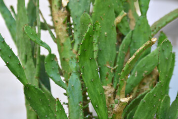 Green cactus barrels;  cactus stems 