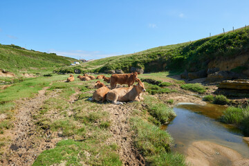 Fototapeta na wymiar Brown cows resting in the grass under a clear sky.