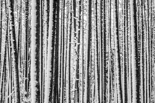 snow covered forest © Rauno