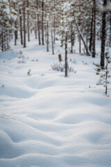 snow covered forest floor and trees in winter