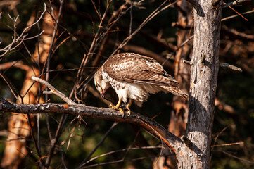 Red-tailed Hawk (Buteo jamaicensis) on a red pine tree eating lunch - a squirrel.