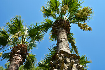 Palm crown photograph; palm crown view from below 