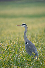 Heron on a field during a rainy day