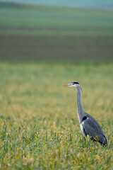 Heron on a field during a rainy day