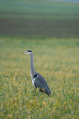 Heron on a field during a rainy day