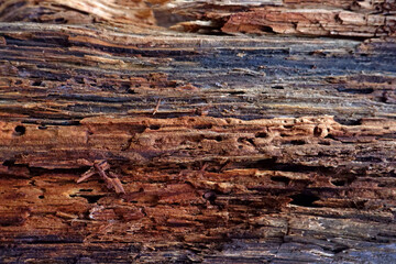 Colorful old wooden texture.