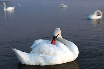 White swan floats and cleans feathers in the lake on the sunset.