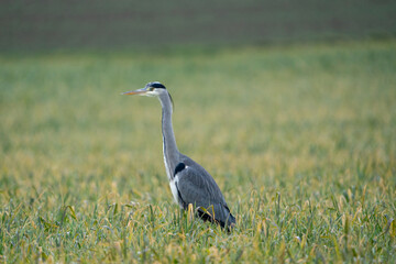 Heron on a field during a rainy day