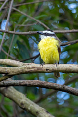 A baby of Great Kiskadee perched on a branch of a tree in a midwestern Brazilian forest. Lush yellow on his chest. Species Pitangus sulphuratus. Birdwatcher. Birding.