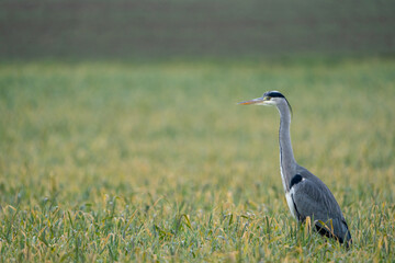 Heron on a field during a rainy day