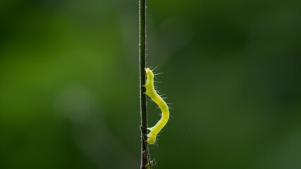 Caterpillar moving on the leaf with nature background macro closeup