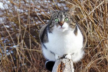 Eine kleine dicke Katze sitzt neugierig auf einem Zaunpfahl
