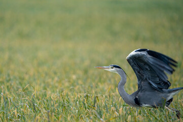 Heron on a field during a rainy day