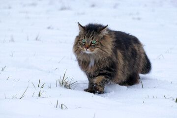 Eine Norwegische Waldkatze läuft im Winter auf der Jagd durch den Schnee
