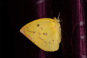 Emigrant Butterfly 