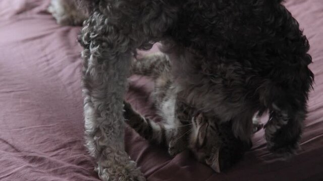 A dog playing with a kitten