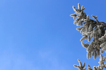 Weihnachtlicher Hintergrund Tannenzweige gegen den blauen Himmel