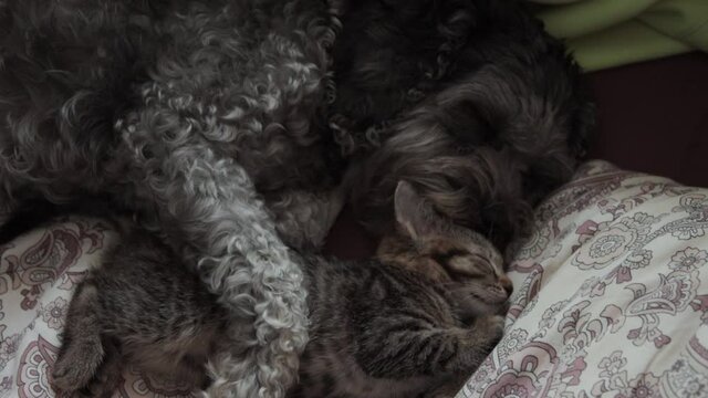 A dog with a kitten sleeping on a bed