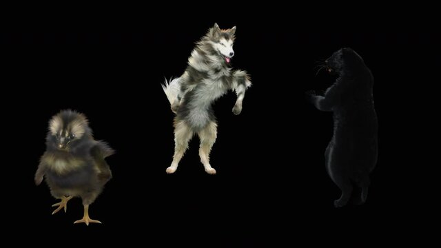 Dog and Panther, Chick Dancing, 3d rendering, Animation Loop, cartoon. included in the end of the clip with Alpha matte.