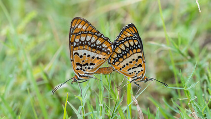 Butterfly mating with green nature background