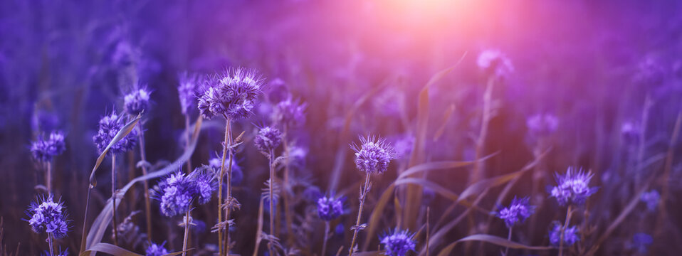 facelia kwiat, roślina miododajna dla pszcz&oacute;ł	