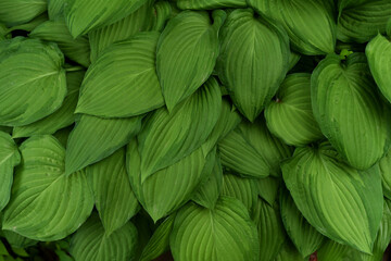 Pattern of green hosta leaves in the garden