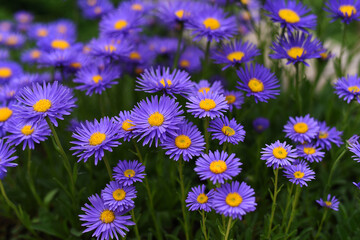 Alpine Aster (Aster alpinus) or blue alpine daisy. Decorative garden plant with purple or violet ot blue flowers. Beautiful perennial plant for rock garden.
