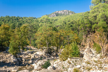 mediterranean mountain landscape with forest growing on rocky ground