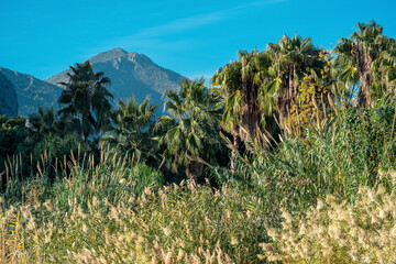 tropical landscape, river valley between mountains with reeds and palm trees