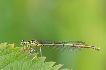 Close-up of a tender dragonfly perched on a leaf against a green background