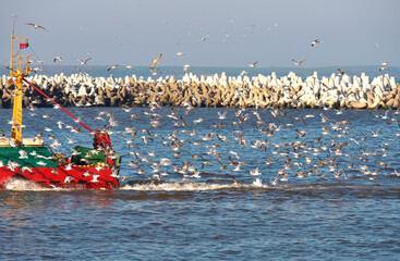 Red fishing boat. A large number of seagulls. Fishermen are returning from fishing.