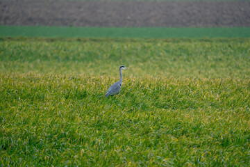 Fototapeta premium Heron on a field during a rainy day