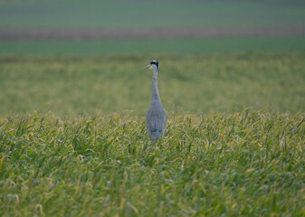 Heron on a field during a rainy day