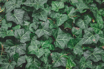 Background with many green leaves of Hedera helix, the common ivy, English or European ivy plant in...