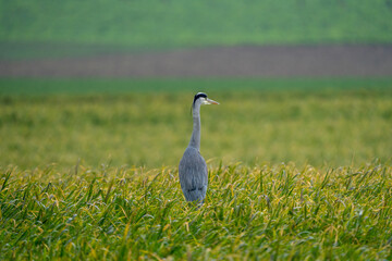 Heron on a field during a rainy day