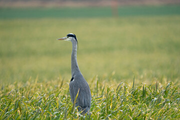 Heron on a field during a rainy day