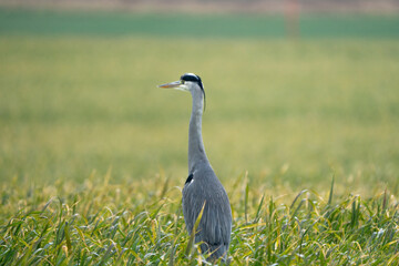 Heron on a field during a rainy day
