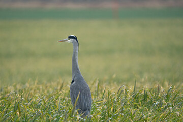 Heron on a field during a rainy day
