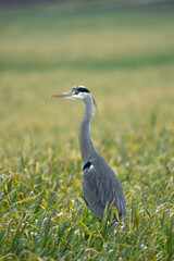 Heron on a field during a rainy day